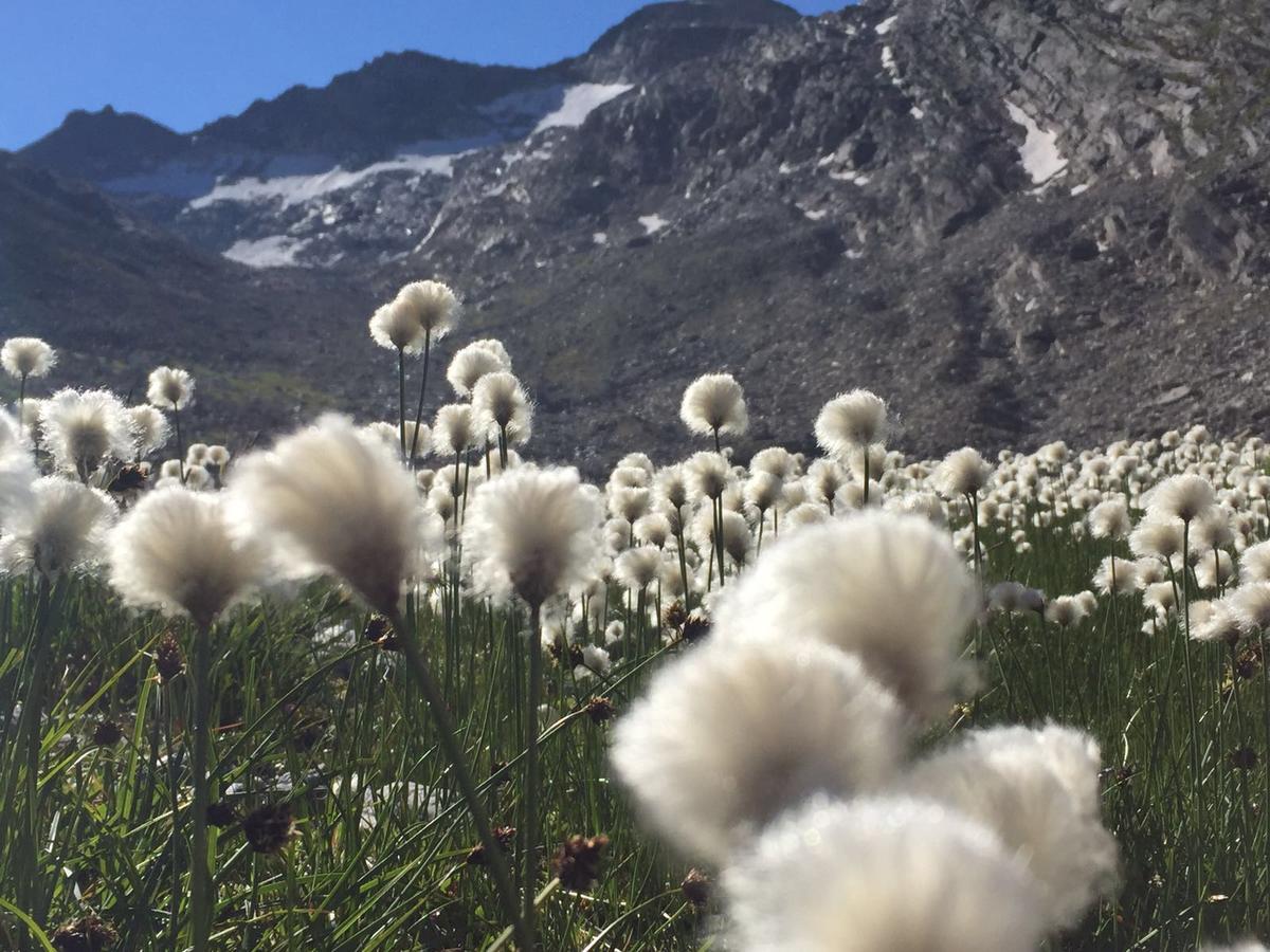 Ferienhaus Alea Saas-Grund Kültér fotó